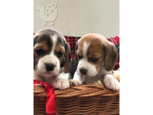 PoulaTo: Εντυπωσιακά κουτάβια Beagle.